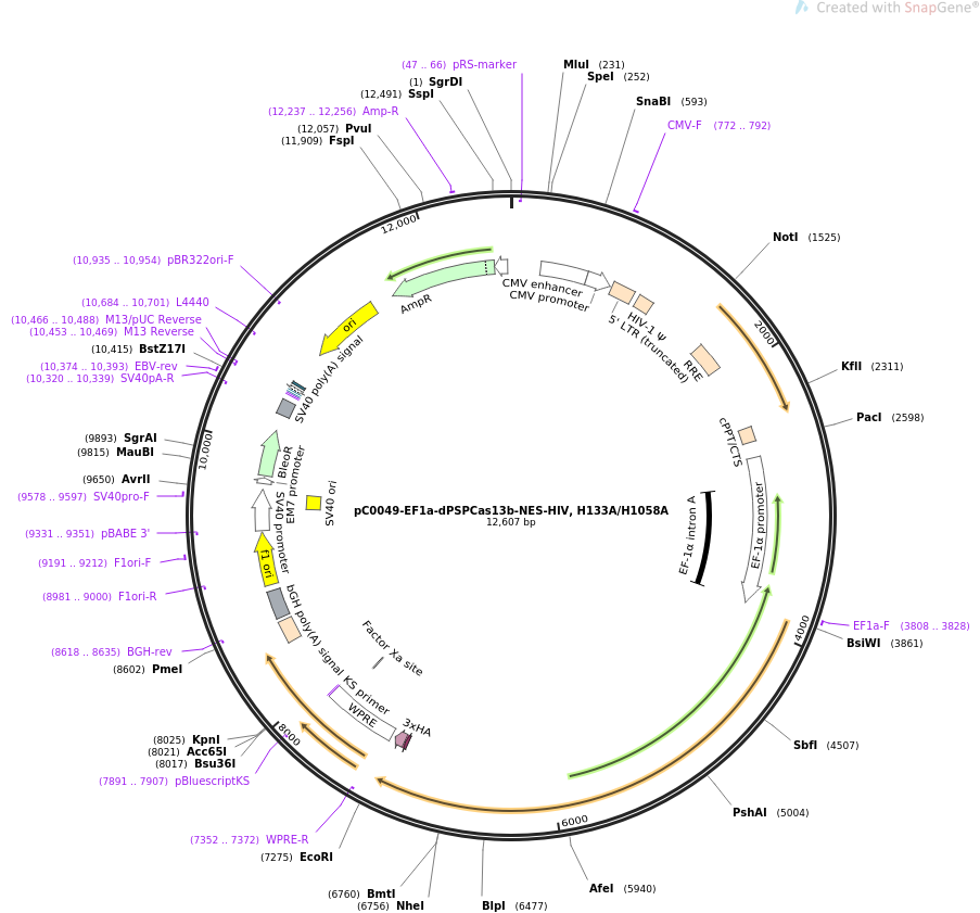 pC0049-EF1a-dPSPCas13b-NES-HIV, H133AH1058A质粒图谱